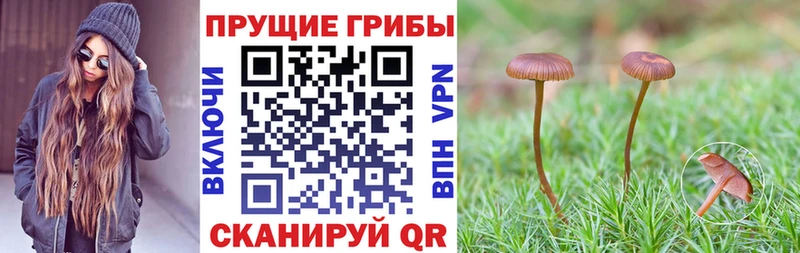 Псилоцибиновые грибы Cubensis Купить закладки Кировград